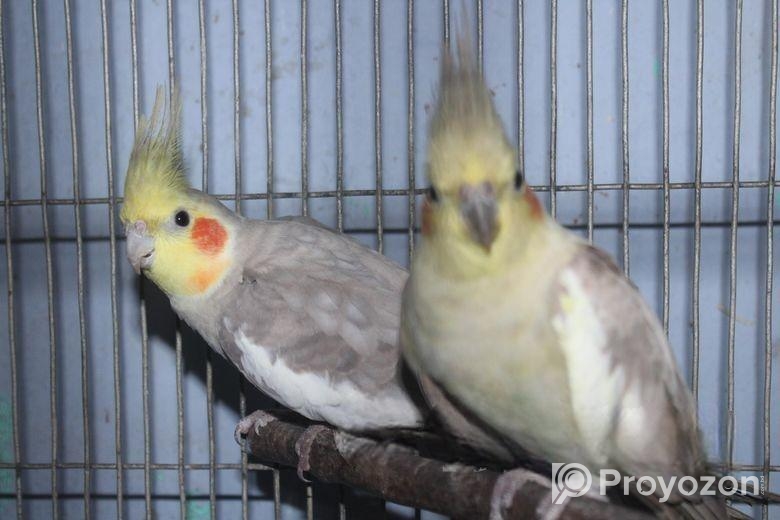 ফন ককাটেইল পেয়ার