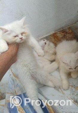 Parsian Female Cat