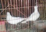 সাদা একজোড়া ঘুঘু পাখি