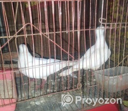 সাদা একজোড়া ঘুঘু পাখি