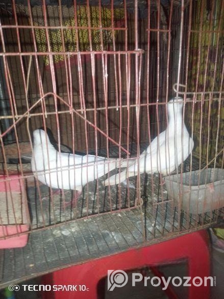 সাদা একজোড়া ঘুঘু পাখি