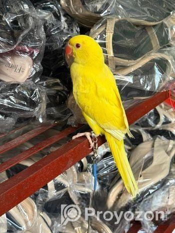 হলুদ টিয়া