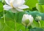 পদ্মফুলের বীজ