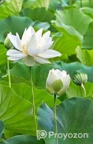 পদ্মফুলের বীজ