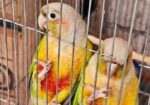 pineapple conure running pair