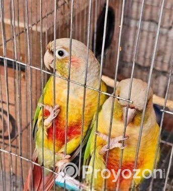 pineapple conure running pair