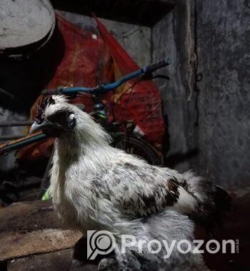 ছিল্কি মুরগি