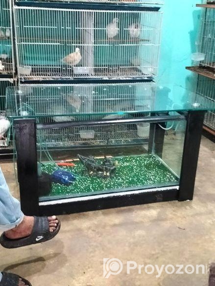 লট পাখি খাচা কবুতর