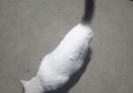 Cat For Sale