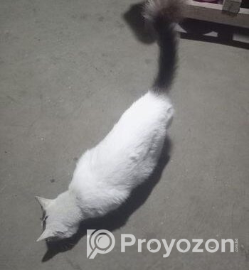 Cat For Sale