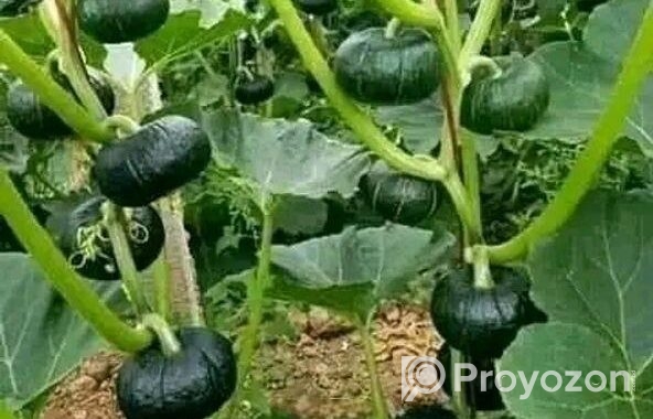 জাপানি হাজারী পামকিন মিষ্টি কুমড়ার বীজ