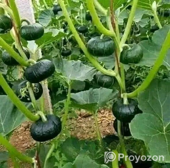 জাপানি হাজারী পামকিন মিষ্টি কুমড়ার বীজ