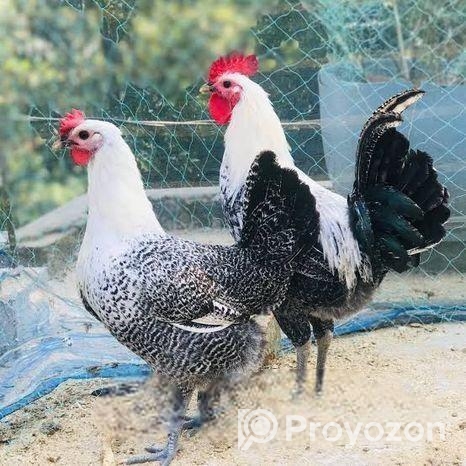 রানিং ডিম পারা মিশরীয় ফাউমি মুরগি বিক্রি হবে