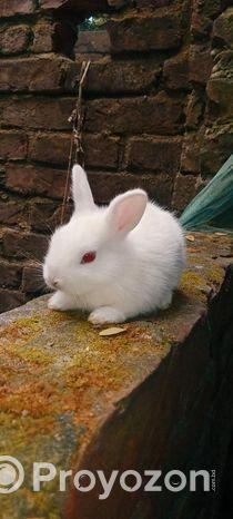 এক জোড়া খরগোশের বাচ্চা বিক্রি হবে