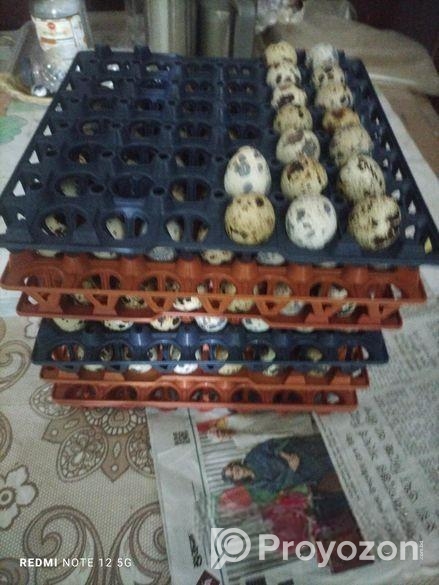 কোয়েল পাখি/ডিম