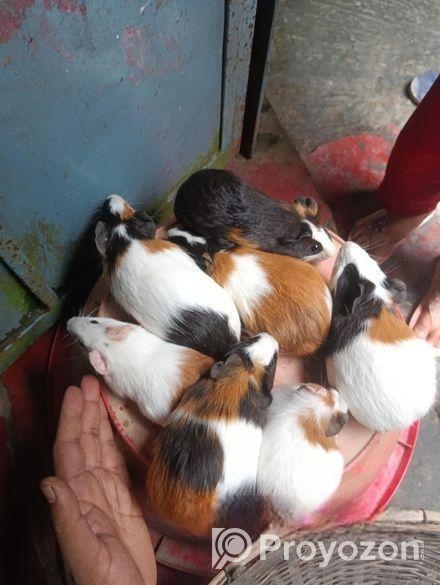 এডাল নিউ কিছু গিনিপিগ বিক্রি হবে। লোহাগড়া নড়াইল।