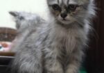 Persian Cat