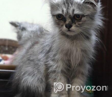 Persian Cat