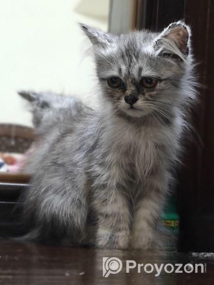 Persian Cat