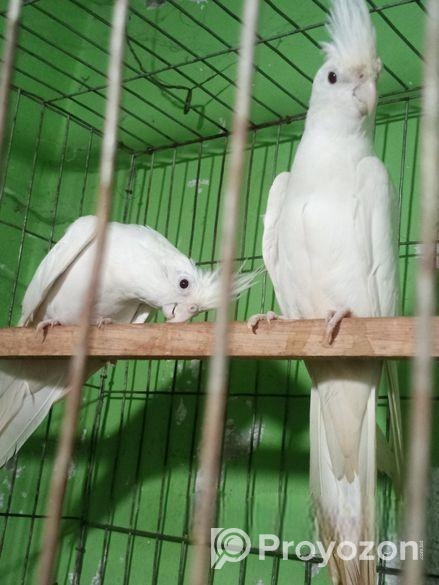 কোকাটেল পাখি