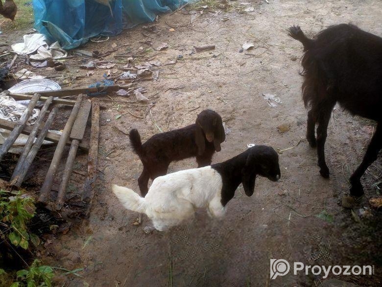 ছাগল সেল হবে।