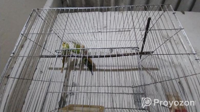 বাজরিগার পাখি বিক্রি করা হবে