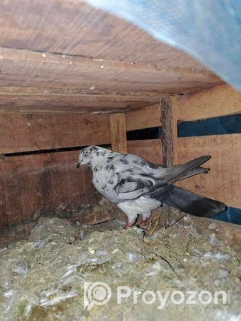 ধরা নর কবিতর