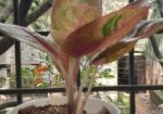 Aglaonema plant