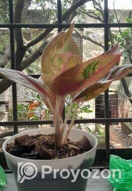 Aglaonema plant