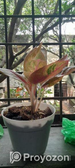 Aglaonema plant