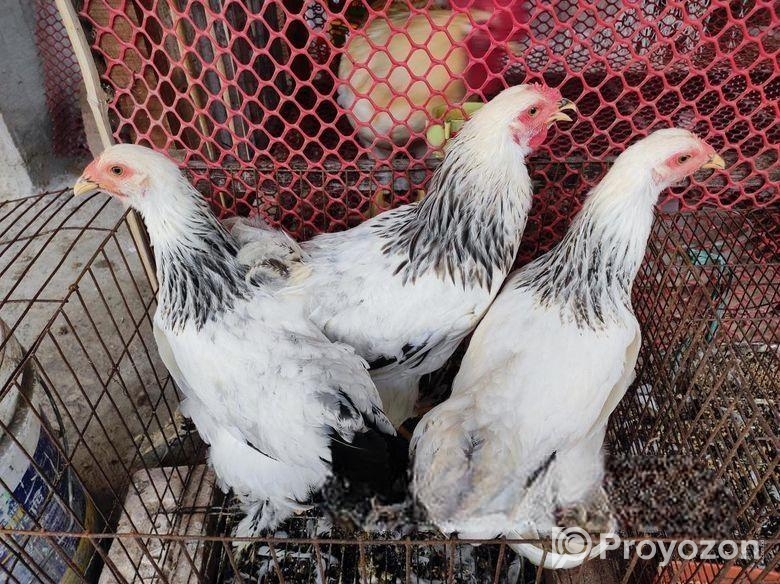 ৩ পিছ ৫ মাস বয়সি ব্রামাহা মুরগি জোড়া