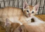 দেশি বিড়াল Adoption