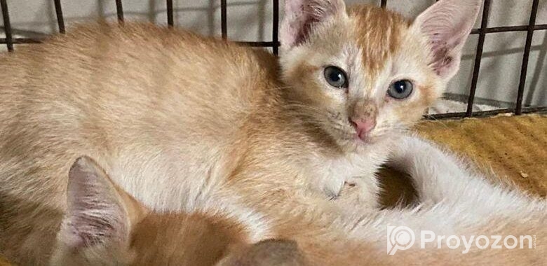 দেশি বিড়াল Adoption