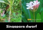 কাঠগোলাপ কাটিং