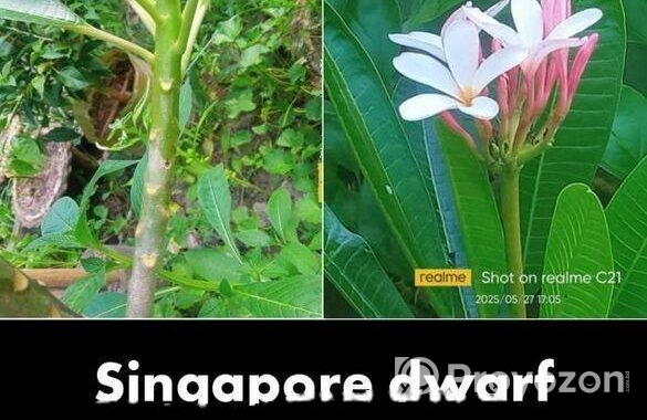 কাঠগোলাপ কাটিং