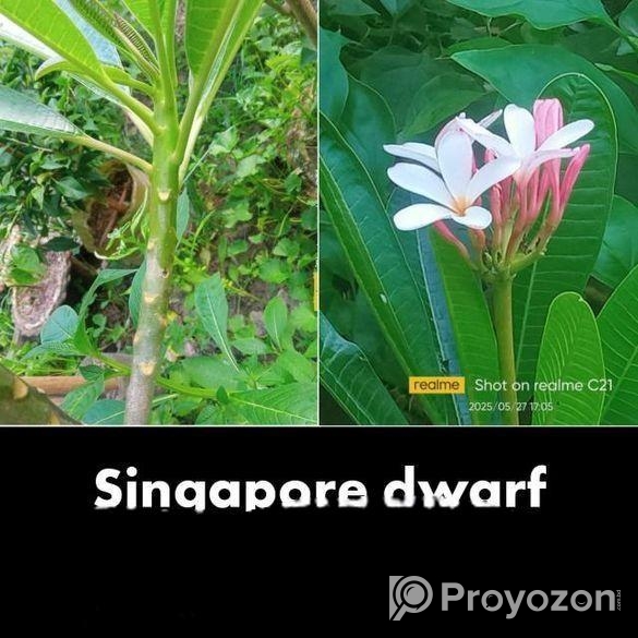 কাঠগোলাপ কাটিং