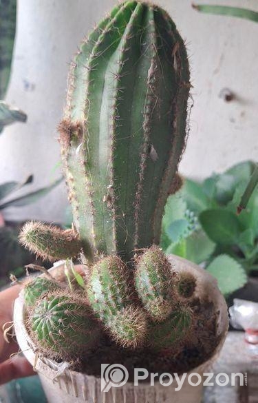 ক্যাকটাস এবং মাদার অব থাউজ্যান্ড