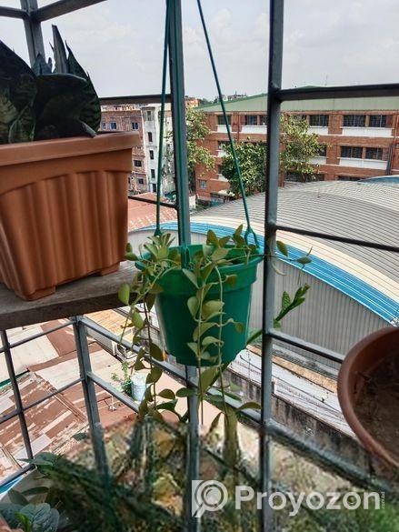 গাছ ও টপ