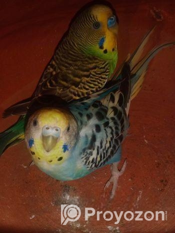 ডিম বাচ্চা করা বাজিকর