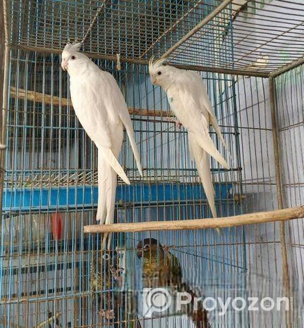 এলভিনো ককাটেইল