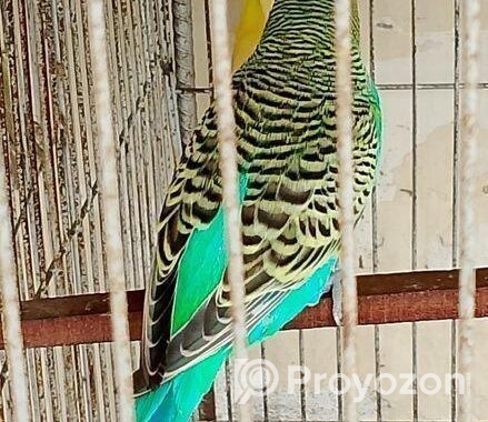 বাজিগার