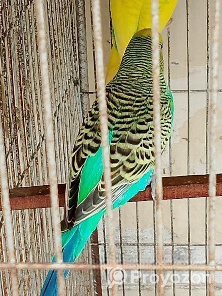 বাজিগার