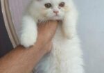 Parsian Female Cat