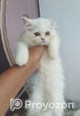 Parsian Female Cat