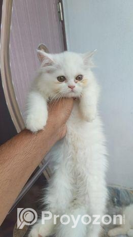 Parsian Female Cat