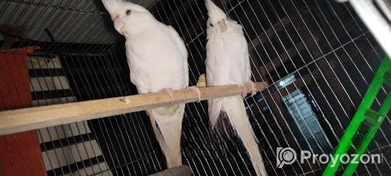 এলবিনো কোকাটেল এক্সচেঞ্জ করতে চাই