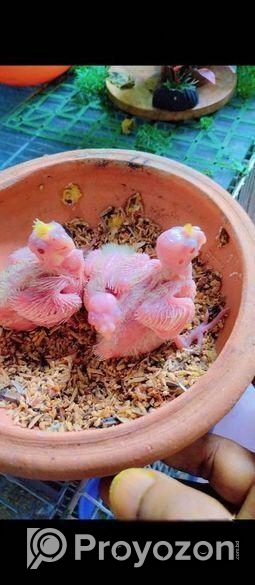 টেম সাইজ রোটিনো কোকাটাইল বেবি।