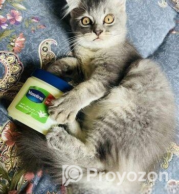 Pure Persian Cat