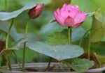 পদ্মফুলের বীজ