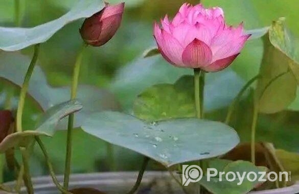 পদ্মফুলের বীজ